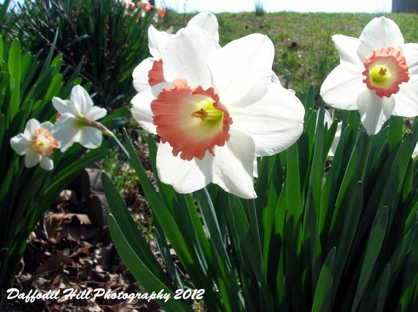 Shot with my Nikon Coolpix 4600. Trying a little bit of shooting into the sun experiment.