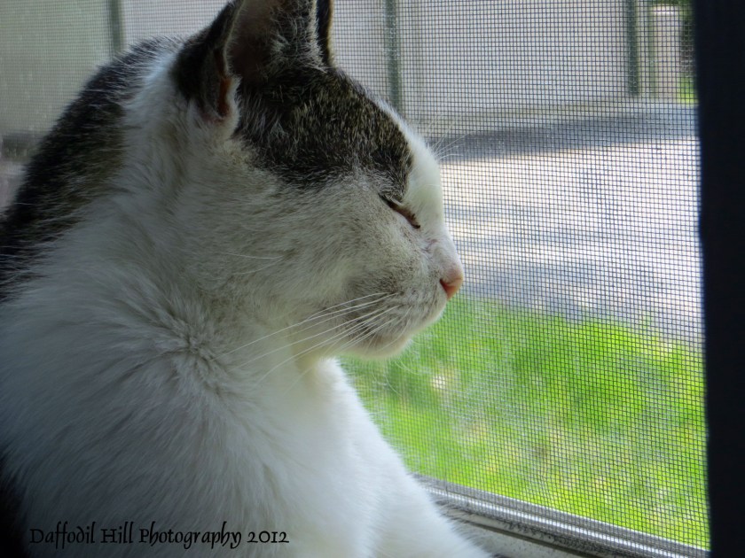 My cat showing me how it is done. He has this bed rest thing done pat!