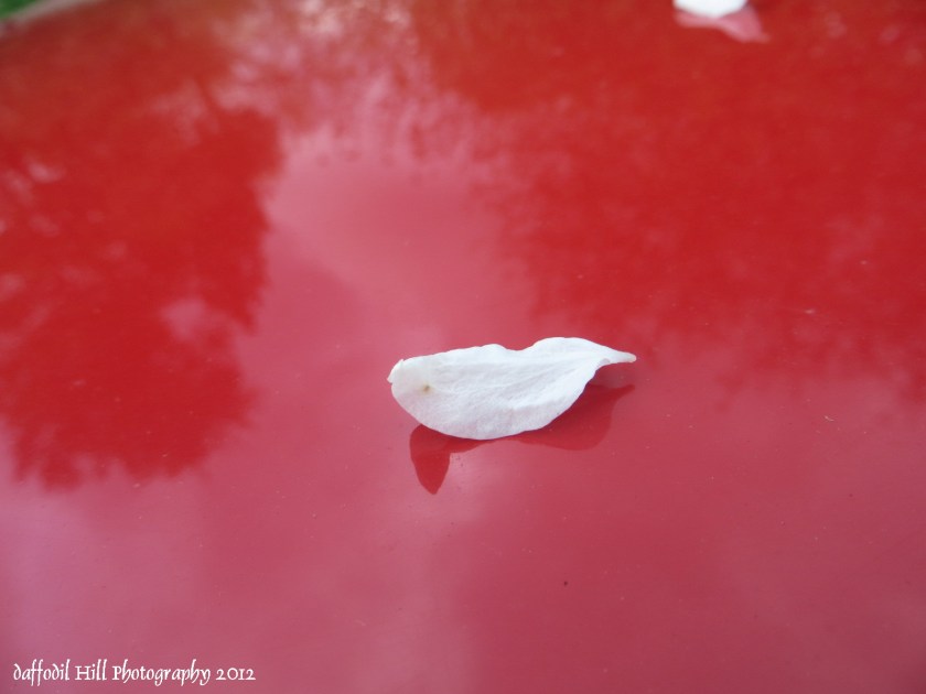 A stray petal from Grandfather Apples dwindling blossoms.