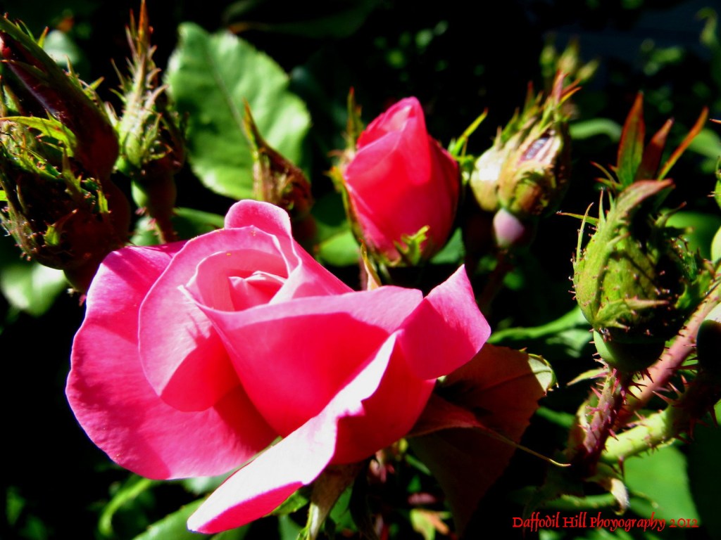 A rose photographed with my Canon SX260