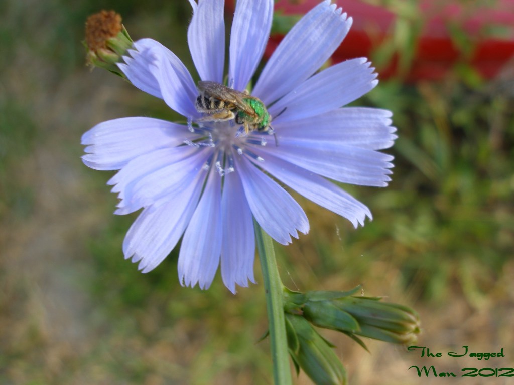 Augochloropsis metallica: cool name even cooler bee!