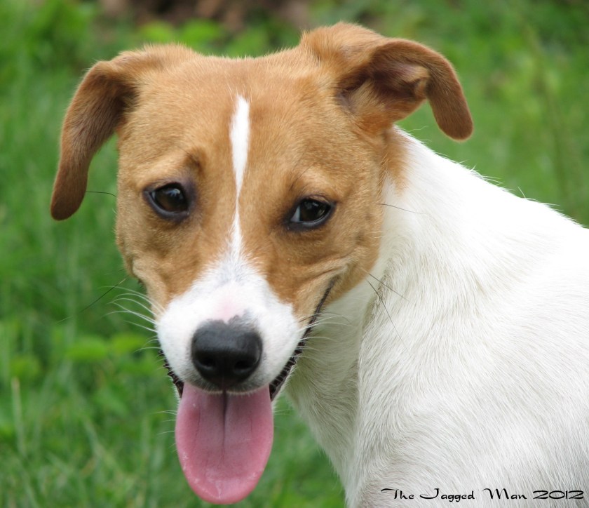 Little Bit is a rescue dog my mom adopted.Cute, no?