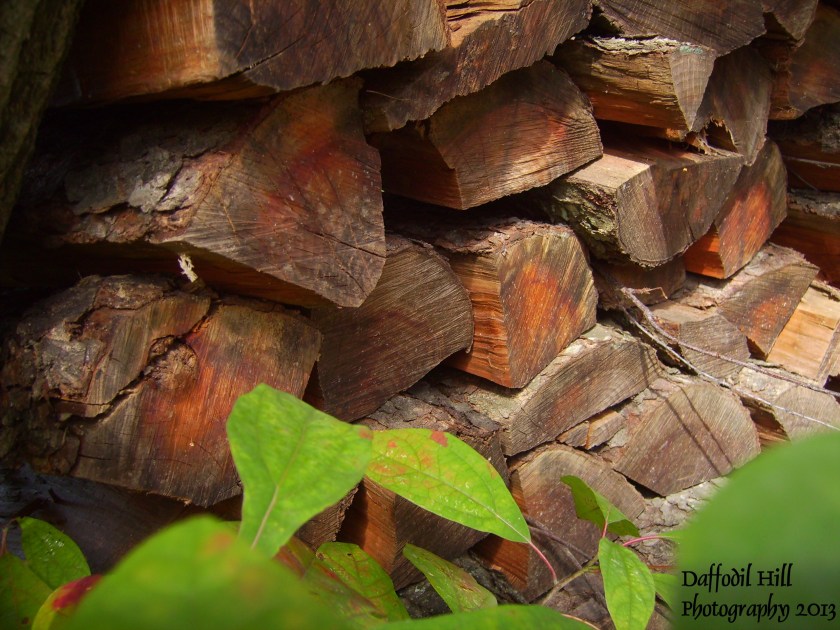 An unedited photo taken with my Vivitar s8300