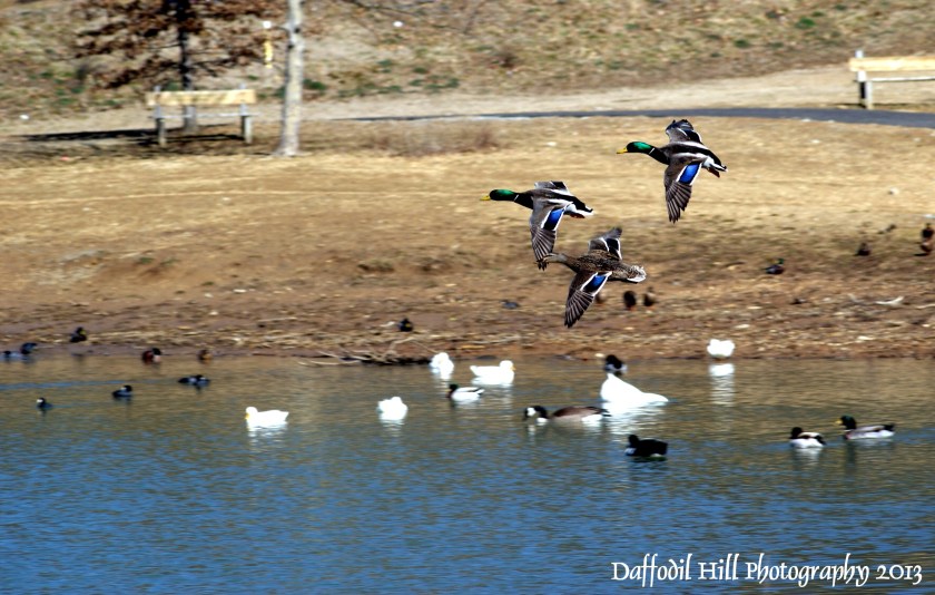Three on final approach.