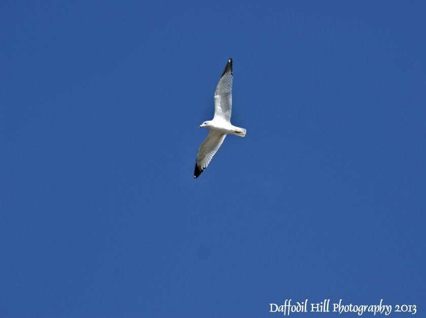 This Gull was trolling for fish.