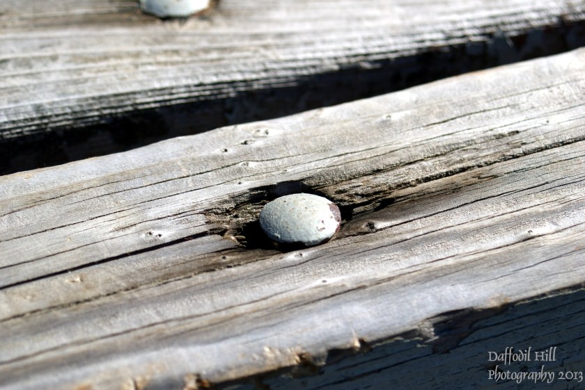 A macro of a bench seat on the lake shore.