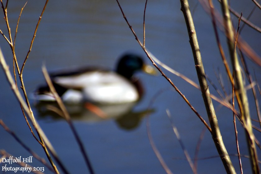 Trying out a bit of depth of field action with it as well.