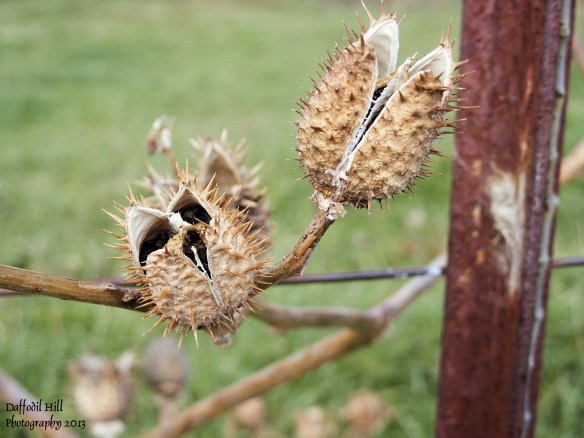 I saw this and the first thought that ran past was " Feed me Seymour"....hence the play on words in the title. I took this picture with my Minolta DiMage S414 point and shot.
