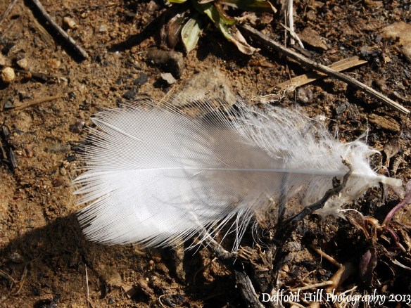 I took this photo with my Minolta Dimage S414