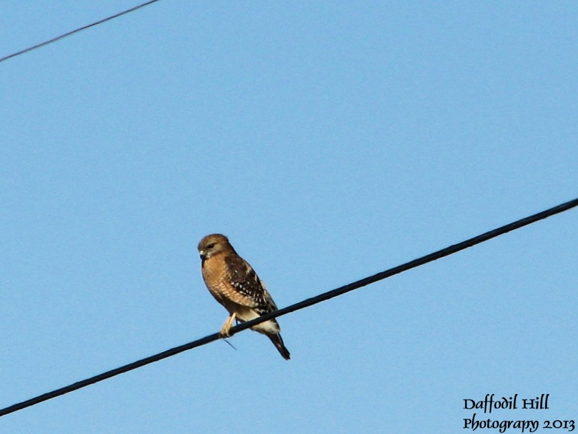 This is natures version of fly by wire. Enjoy!