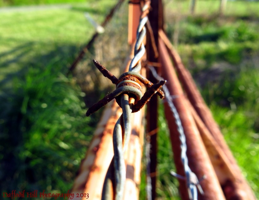 I took this last year with my Powershot SX260 HS.