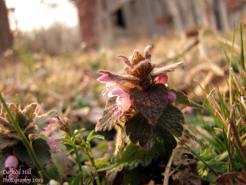I wish I had taken a second shot of this with my finger nail as comparison. Why?Because it was about the same size as my nail. 