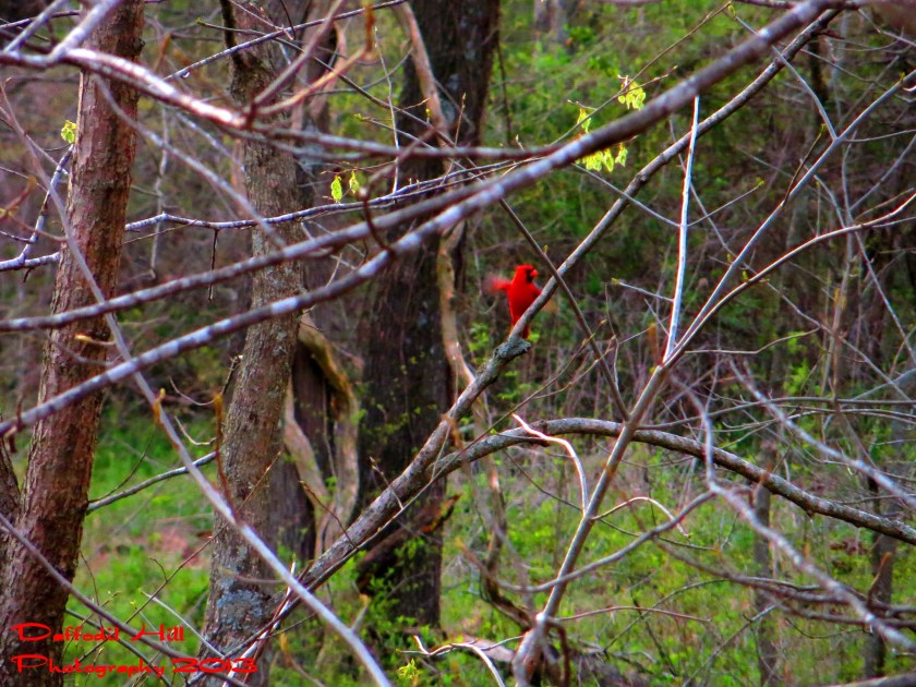 I took this with my Powershot SX260HS