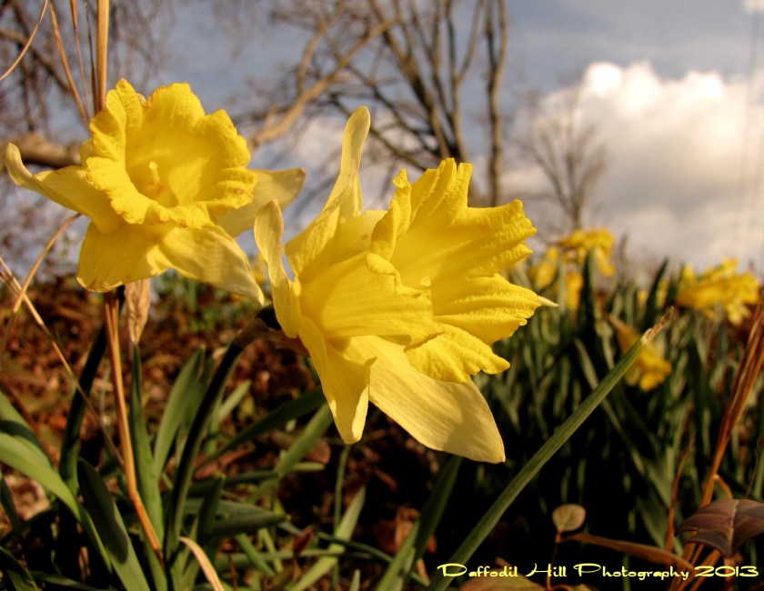 I used my Powershot SX10is in this capture.