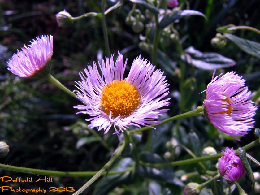 I used my Powershot SX10is in the commission of this capture.