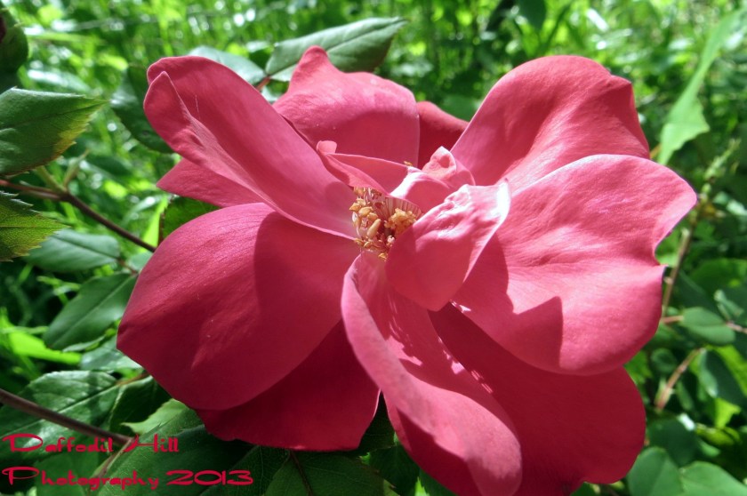 The first Bloom on my Knock Out Rose bush.It bloomed several days ago but I just had a chance today to grab a capture or three...