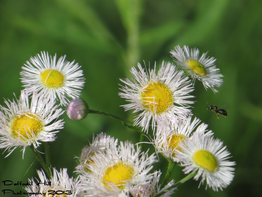A sweat bee coming in for a landing on a Fleabane.