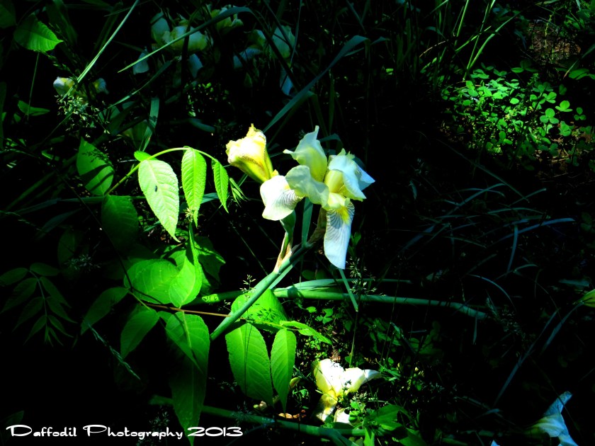 Nice Iris shot with just a dusting of light.