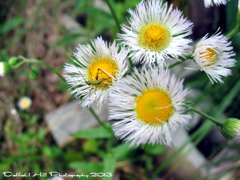 I took this with me Powershot G3