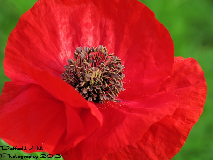 The Commonwealth has planted these beauties at the Interstate exchanges around our town. Very Nice, no?