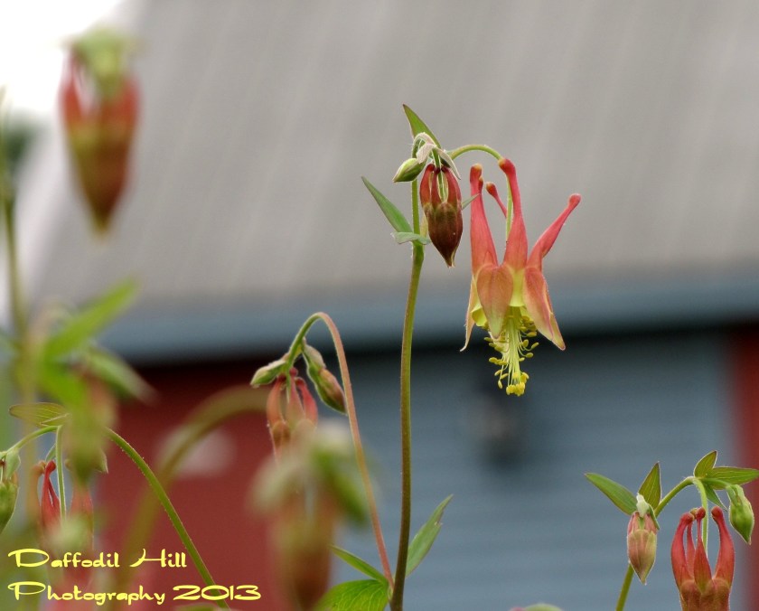 I found this Red Columbine a bright spot to a grey day!
