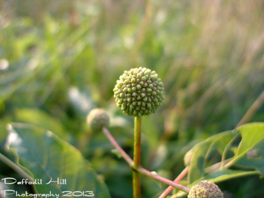 This is a Buttonbush bud and when they bloom they are a great asset to nature. I used my SP-350 on this shot as well.