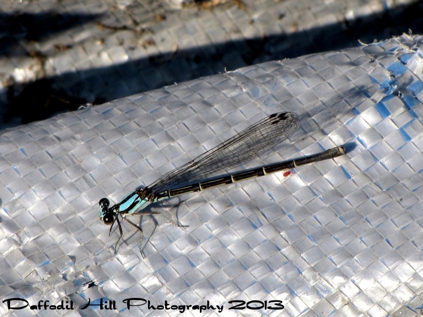 I love Damselflies and this one is really cool. I used my Powershot Sx10is in this capture.
