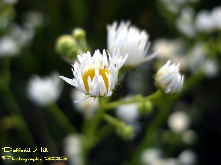 The Fleabane are back and I am glad. I grabbed this shot as they were closing for the evening. I used my SP-350 for this one.