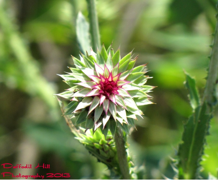 I used the long end of the zoom on my Powershot SX10is in this shot.