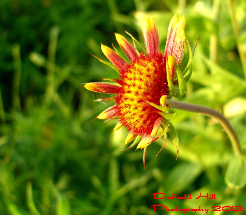 An Indiana Blanket basking in the setting sun.