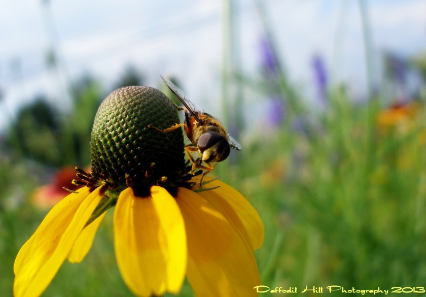 I took this my Olympus SP-350