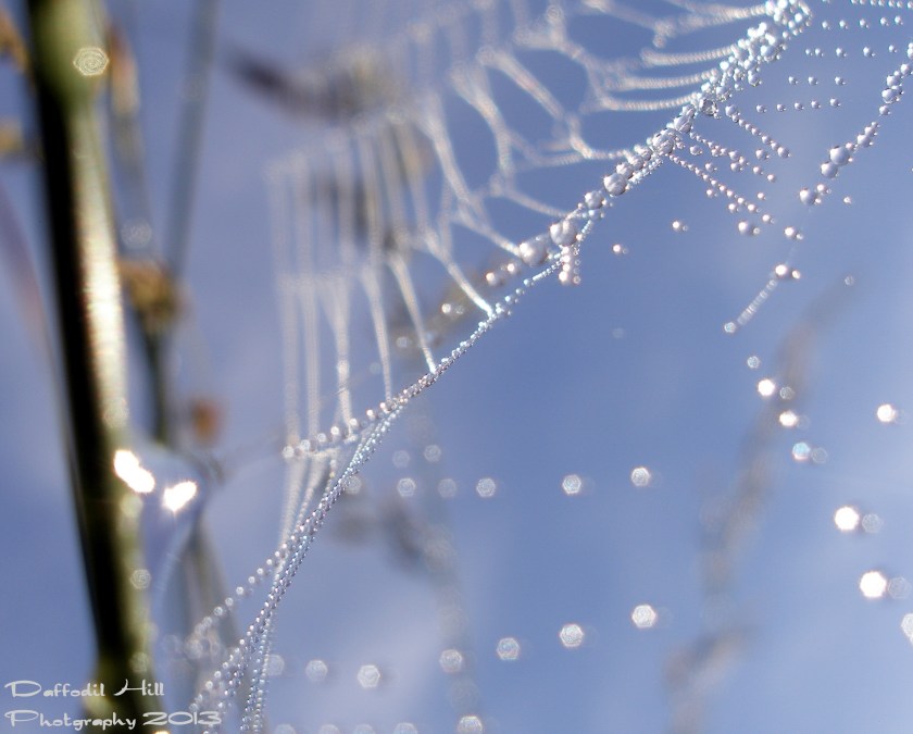 A spider web on Our Place. I used my Olympus SP-350 for this capture.