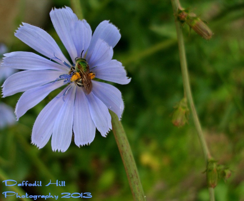 Notice the pollen on the rear legs. Just amazing! I used my Olympus Sp-350 in the commission of this capture.