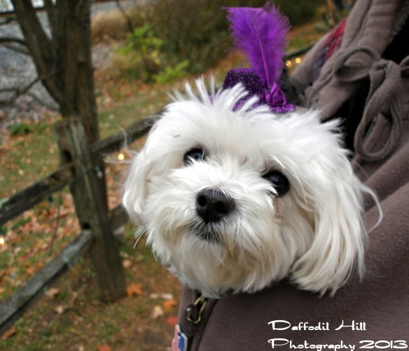 i took this last fall before giving up on the SP-350...but it is not a bad capture, no?