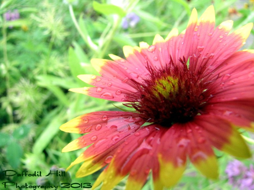 An Indian Blanket enjoying the rain.