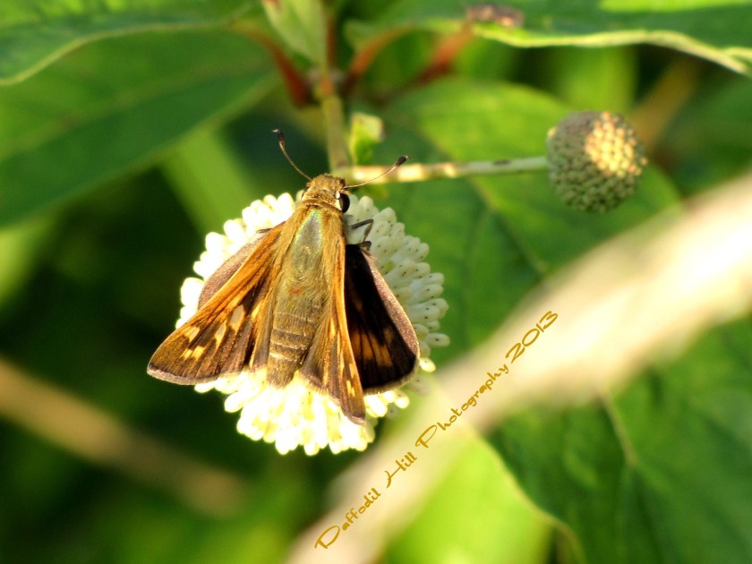 I used the long end of my optical zoom on my Powershot SX10is for this one. 