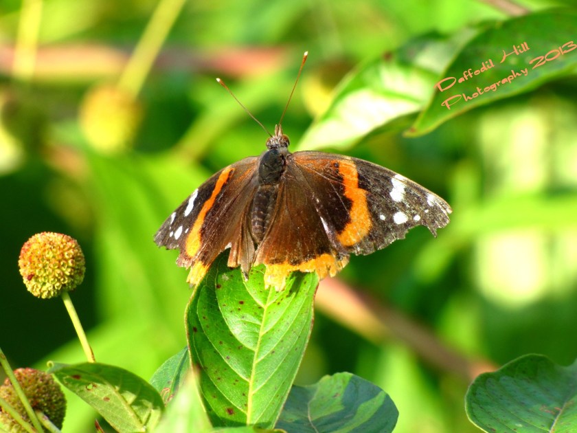 A Butterfly soaking up some rays after the rain.