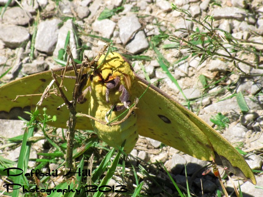 Notice the Hover Fly under the right wing and you get an idea how big this Moth is.