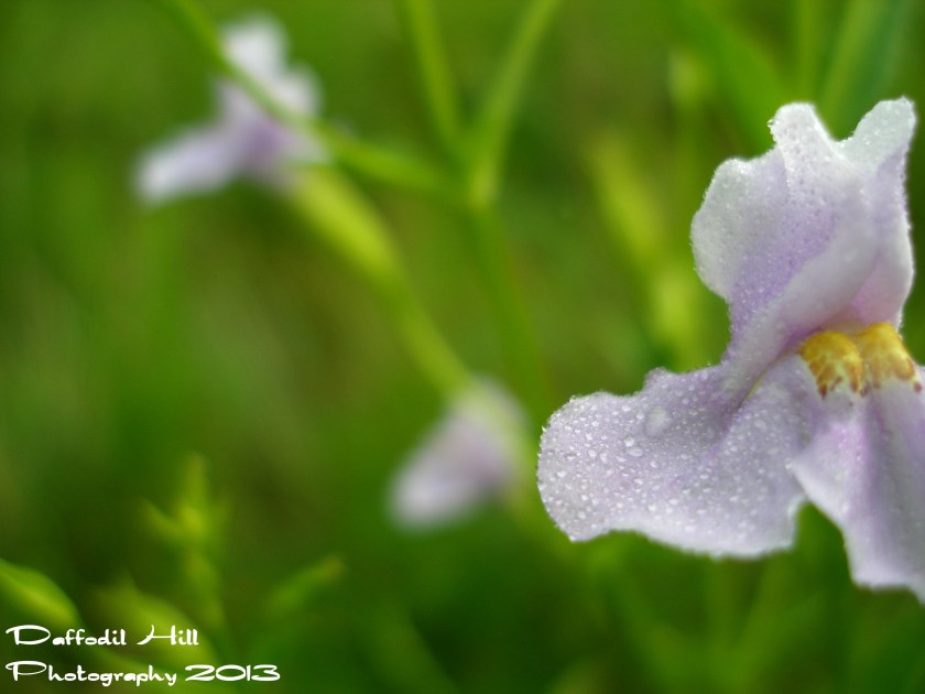 I set this shot up to capture the water droplets and as I pushed the shutter button....the wind showed up. Nicely framed by Natures.