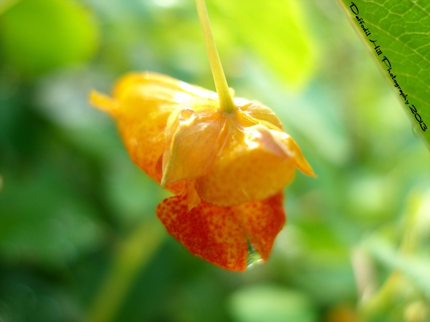 A lovely spotted Spotted-Touch-Me Not after the rain