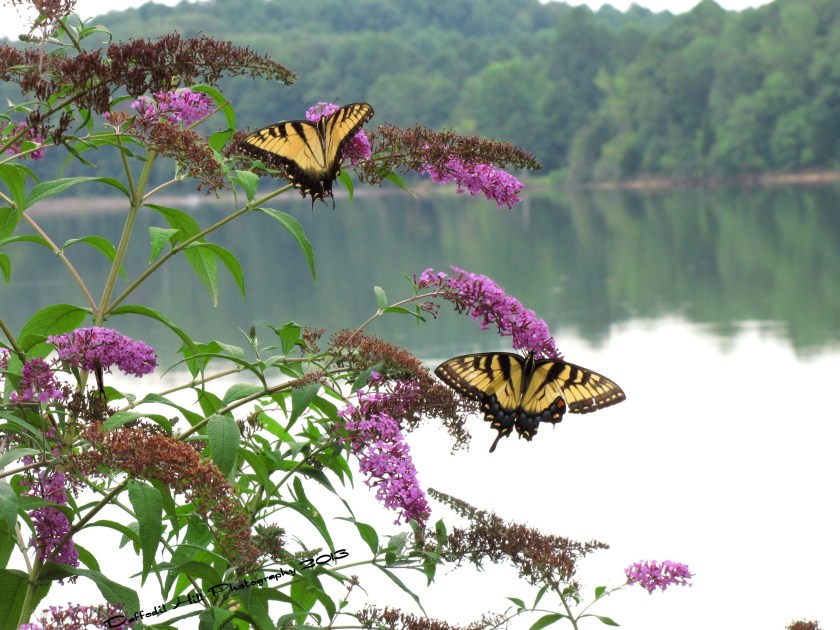 Butterflies enjoy the day by the lake too.