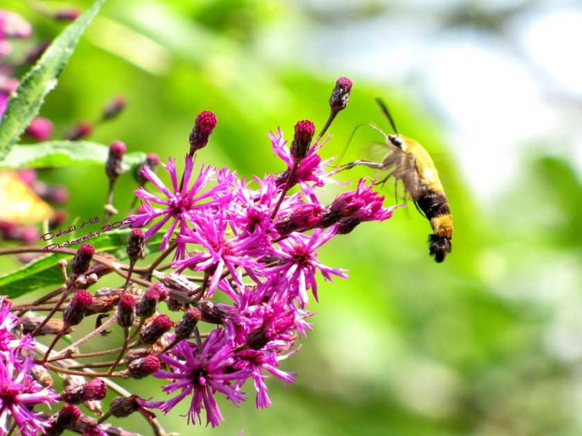 This is a Hummingbird Moth. Beside children probably the hardest thing to capture setting still!