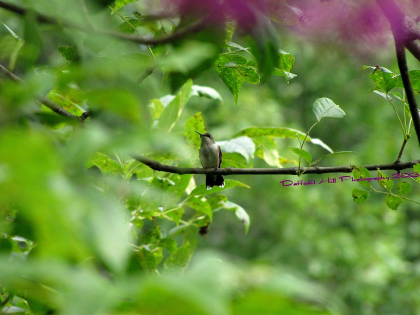 I know this is a picture of Hummingbird but I was able to get little bit of the Ironweed in at the top.