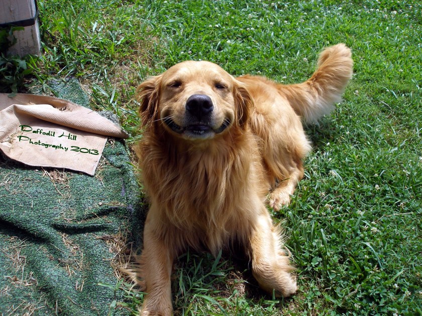 This dog is a customers that-is-not-my-dog's dog. As I was framing the shot he just looked up and I snapped the shot. It wasn't till I downloaded it that I noticed he was smiling. I happy!