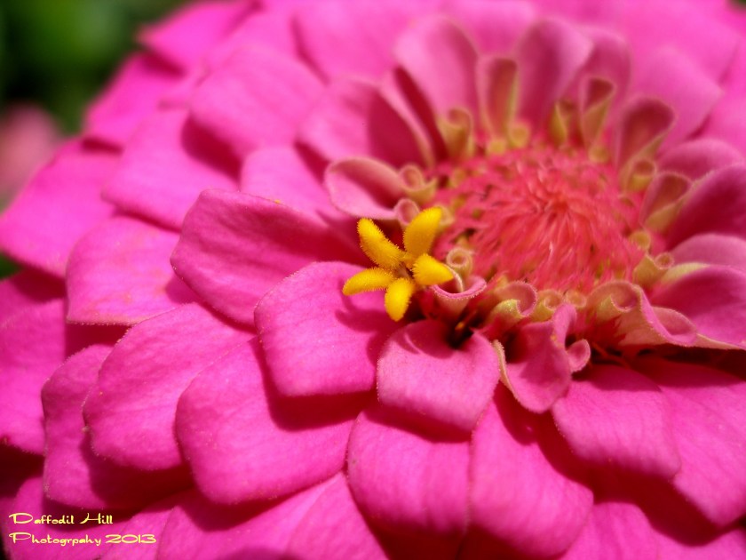 I used my Olympus SP-350 on this one.