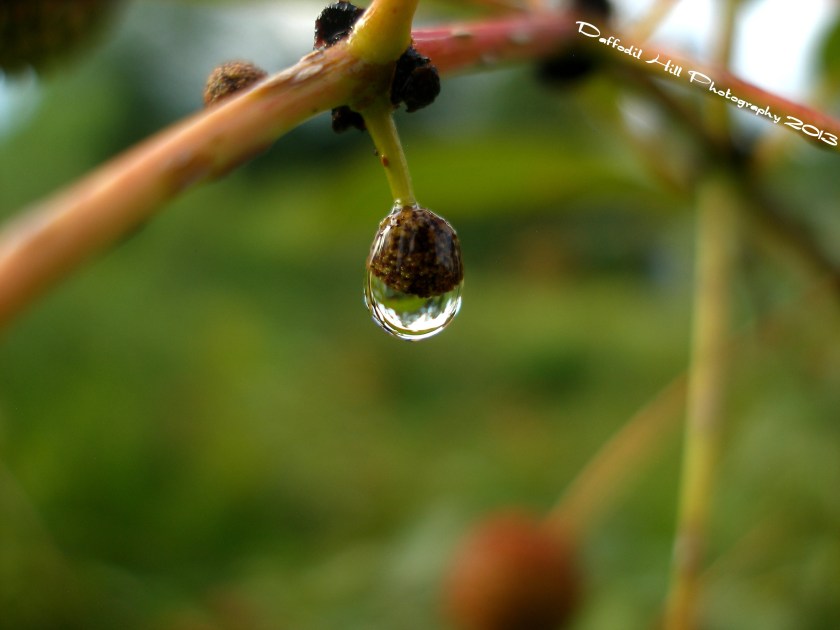 A late afternoon shower left the approaching evening with a hint of coolness to come. Welcome home it seems to be saying.