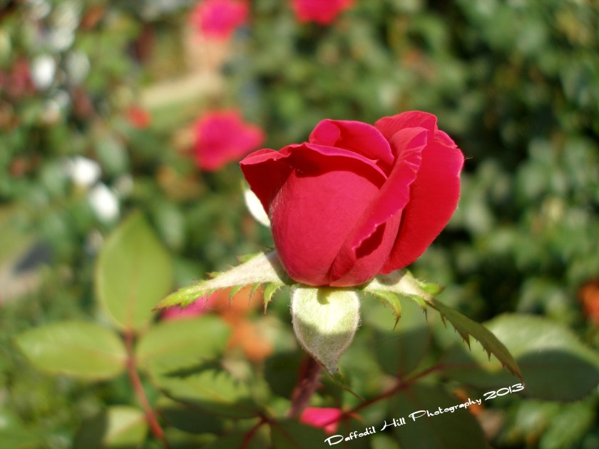 OLYMPUS DIGITAL CAMERA