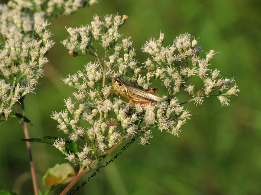 A Grasshopper just hanging out in the late Evening sun.