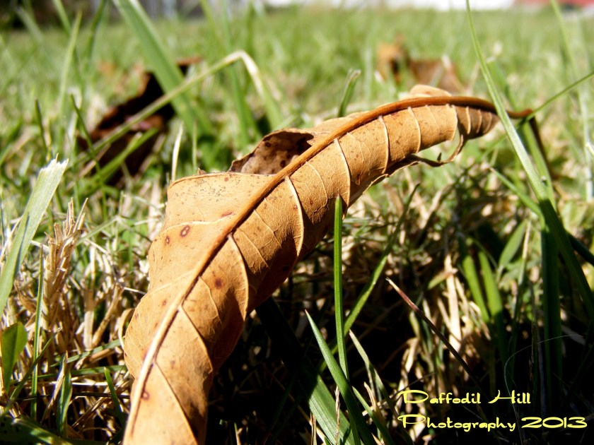 I find old leaves to be very photogenic in spite of their lack of color.
