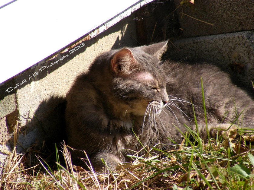 My golden-eye- stray-turned- house cat, who is now an outside cat by her choice, enjoying the rays of the day.